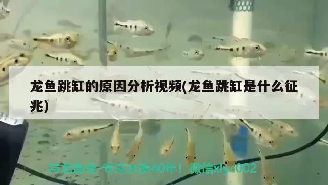 龍魚跳缸的原因分析視頻(龍魚跳缸是什么征兆)