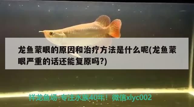 龍魚蒙眼的原因和治療方法是什么呢(龍魚蒙眼嚴(yán)重的話還能復(fù)原嗎?) 白子黃化銀龍魚