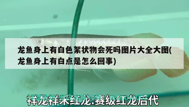 龍魚身上有白色絮狀物會死嗎圖片大全大圖(龍魚身上有白點是怎么回事)