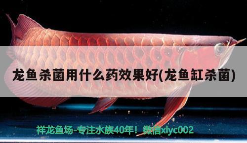 龍魚殺菌用什么藥效果好(龍魚缸殺菌) 熱帶魚魚苗批發(fā)