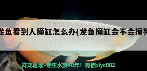 龍魚看到人撞缸怎么辦(龍魚撞缸會不會撞死)