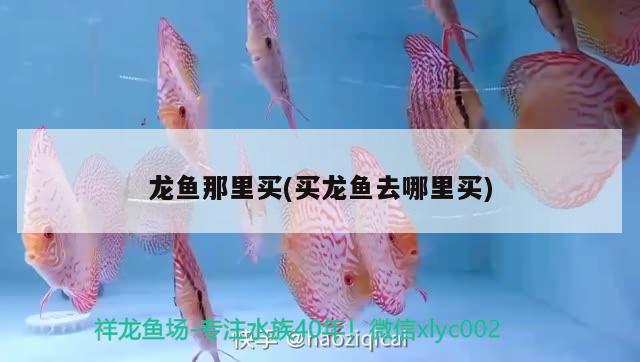 龍魚那里買(買龍魚去哪里買)