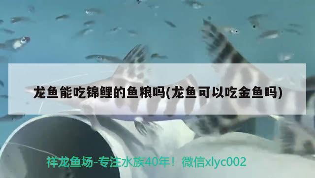 龍魚能吃錦鯉的魚糧嗎(龍魚可以吃金魚嗎) 福滿鉆魚