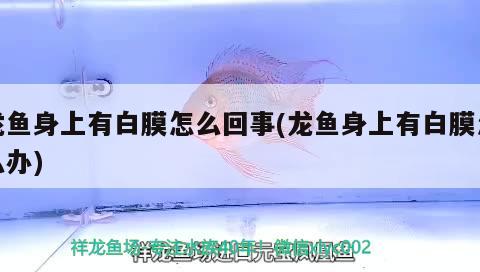 龍魚身上有白膜怎么回事(龍魚身上有白膜怎么辦)