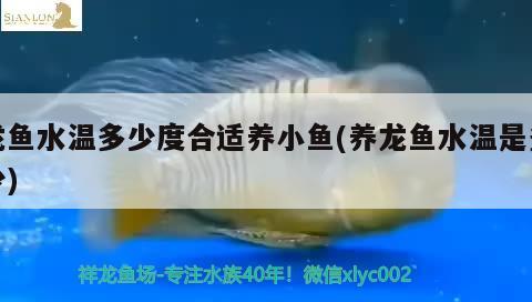 龍魚水溫多少度合適養(yǎng)小魚(養(yǎng)龍魚水溫是多少) 紅眼黃化幽靈火箭魚|皇家火箭魚