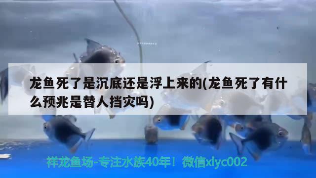 龍魚死了是沉底還是浮上來的(龍魚死了有什么預(yù)兆是替人擋災(zāi)嗎)