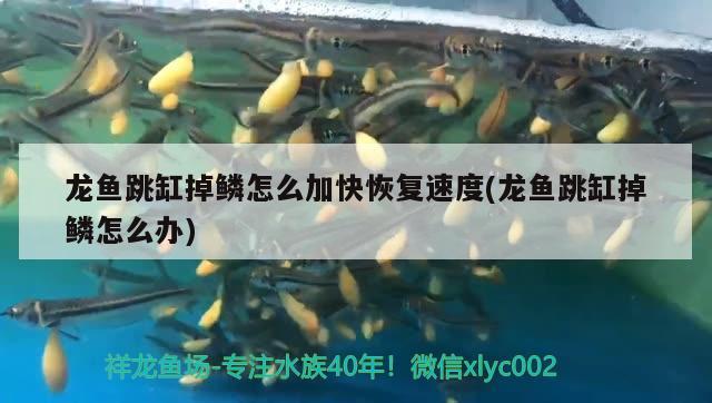 龍魚跳缸掉鱗怎么加快恢復速度(龍魚跳缸掉鱗怎么辦)