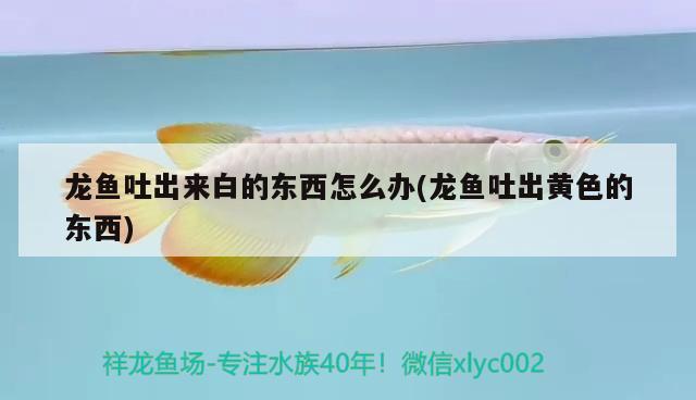 龍魚吐出來白的東西怎么辦(龍魚吐出黃色的東西) 白子關(guān)刀魚