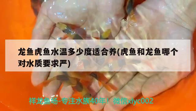 龍魚虎魚水溫多少度適合養(yǎng)(虎魚和龍魚哪個對水質(zhì)要求嚴(yán))