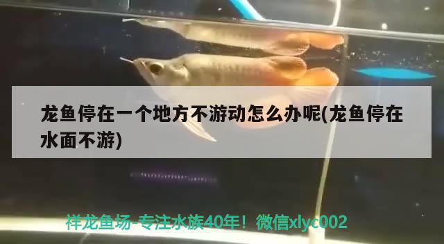 龍魚停在一個地方不游動怎么辦呢(龍魚停在水面不游)