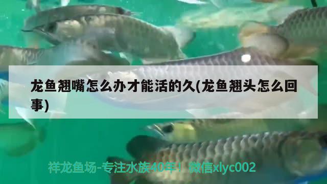 龍魚(yú)翹嘴怎么辦才能活的久(龍魚(yú)翹頭怎么回事)