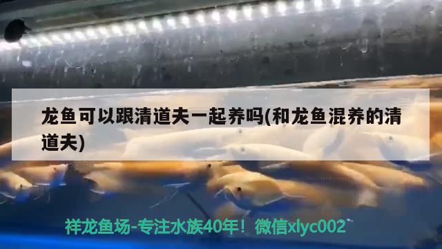 龍魚可以跟清道夫一起養(yǎng)嗎(和龍魚混養(yǎng)的清道夫)