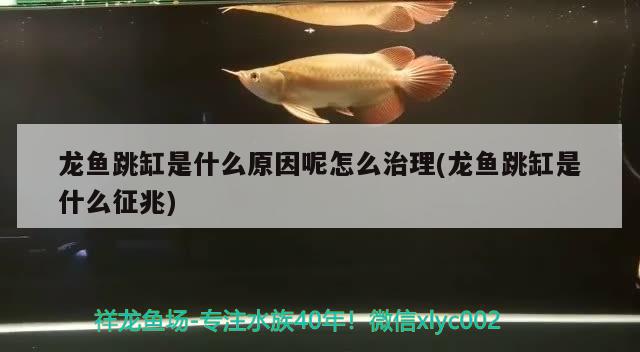 龍魚跳缸是什么原因呢怎么治理(龍魚跳缸是什么征兆) 孵化器