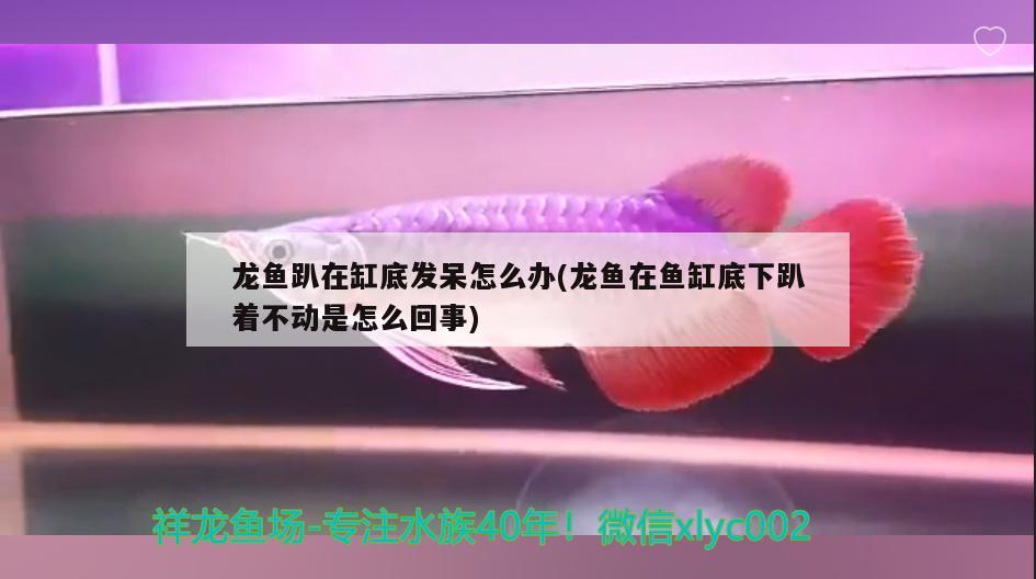 龍魚趴在缸底發(fā)呆怎么辦(龍魚在魚缸底下趴著不動是怎么回事)