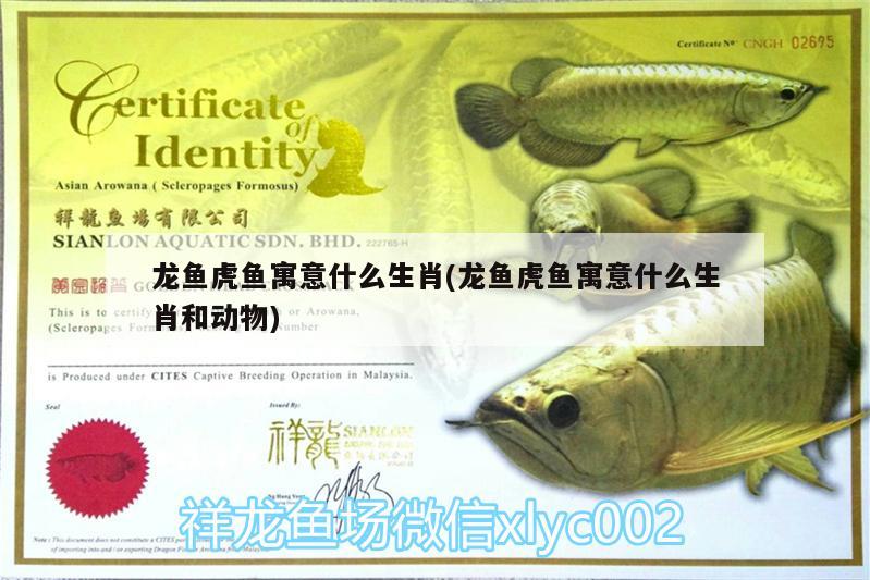 龍魚虎魚寓意什么生肖(龍魚虎魚寓意什么生肖和動(dòng)物)