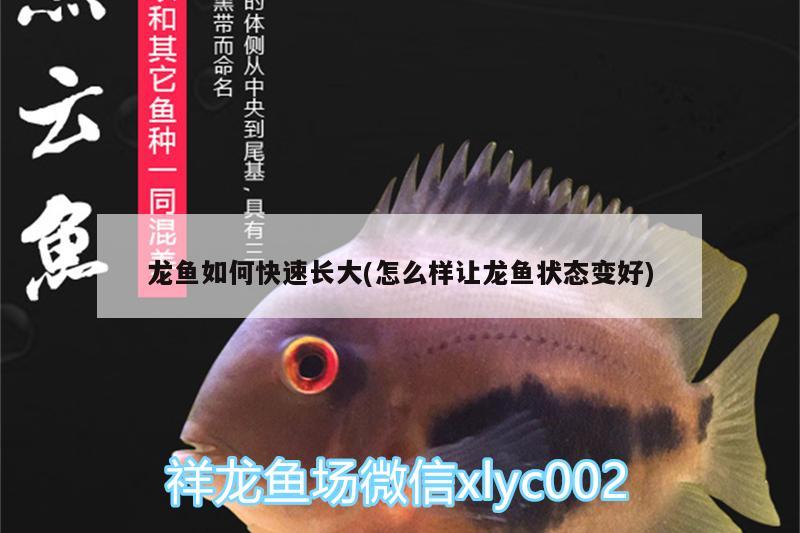 龍魚(yú)如何快速長(zhǎng)大(怎么樣讓龍魚(yú)狀態(tài)變好) 哥倫比亞巨暴魚(yú)苗