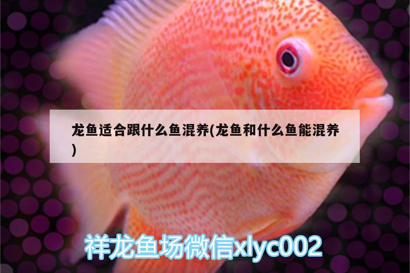 龍魚適合跟什么魚混養(yǎng)(龍魚和什么魚能混養(yǎng))