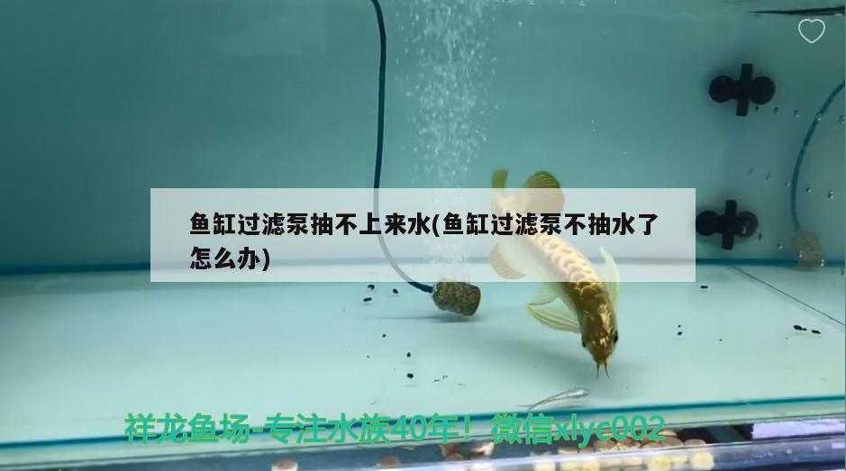 魚缸過濾泵抽不上來水(魚缸過濾泵不抽水了怎么辦) 恐龍王魚