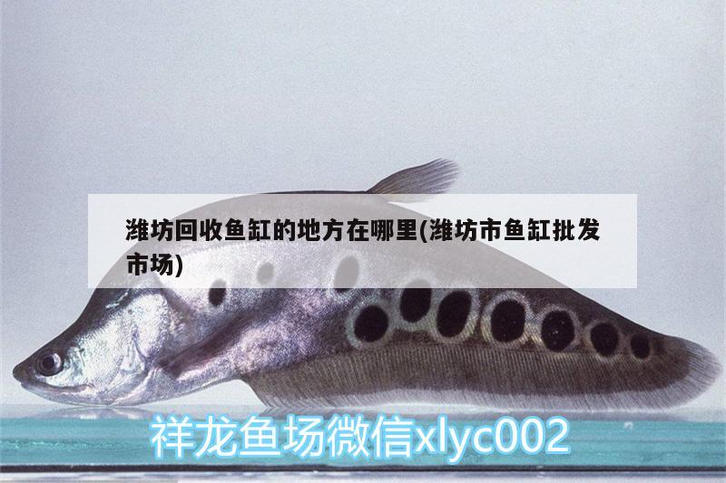 濰坊回收魚(yú)缸的地方在哪里(濰坊市魚(yú)缸批發(fā)市場(chǎng))