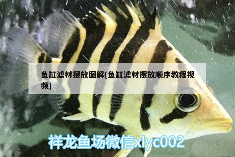 魚缸濾材擺放圖解(魚缸濾材擺放順序教程視頻)