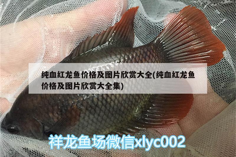 純血紅龍魚價(jià)格及圖片欣賞大全(純血紅龍魚價(jià)格及圖片欣賞大全集) 斑馬鴨嘴魚