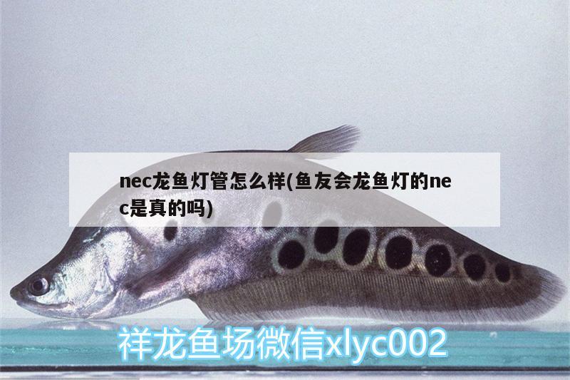 nec龍魚燈管怎么樣(魚友會龍魚燈的nec是真的嗎) 龍魚芯片掃碼器