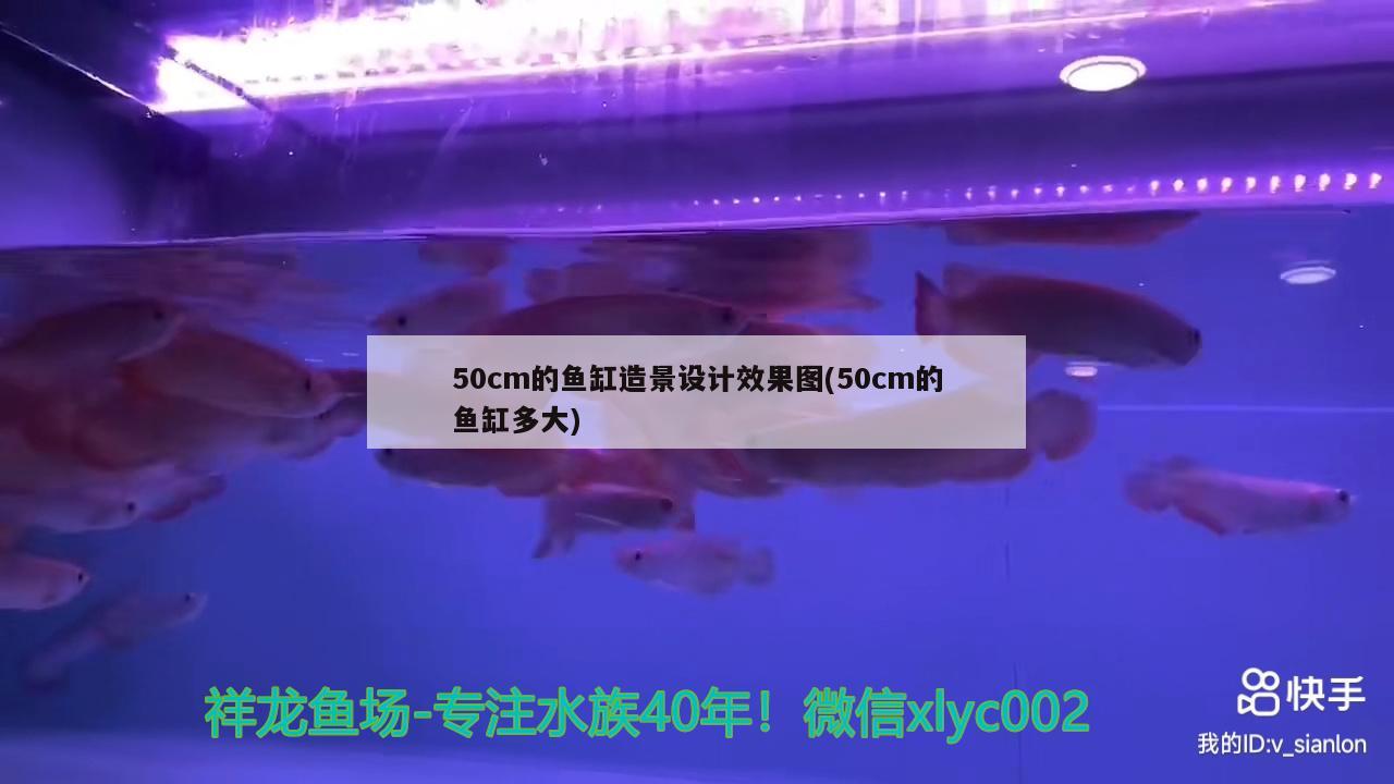 50cm的魚缸造景設(shè)計效果圖(50cm的魚缸多大) 黃金河虎魚