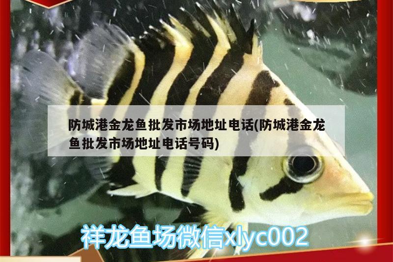 防城港金龍魚批發(fā)市場地址電話(防城港金龍魚批發(fā)市場地址電話號碼) 龍魚批發(fā)