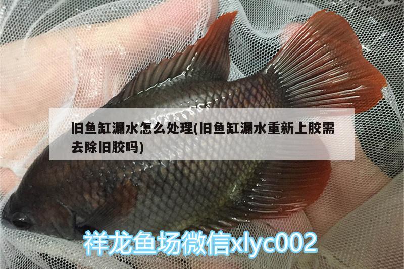 舊魚缸漏水怎么處理(舊魚缸漏水重新上膠需去除舊膠嗎) 藍(lán)底過背金龍魚