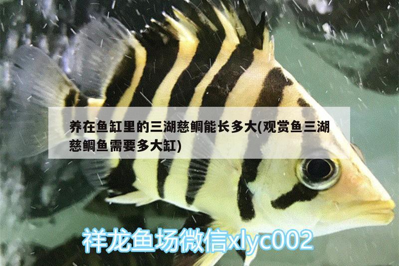 養(yǎng)在魚缸里的三湖慈鯛能長多大(觀賞魚三湖慈鯛魚需要多大缸) 魚缸清潔用具