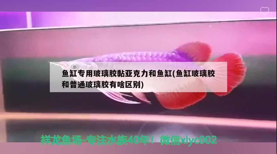 魚缸專用玻璃膠黏亞克力和魚缸(魚缸玻璃膠和普通玻璃膠有啥區(qū)別) 刀魚魚