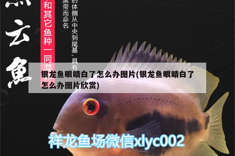 銀龍魚眼睛白了怎么辦圖片(銀龍魚眼睛白了怎么辦圖片欣賞)