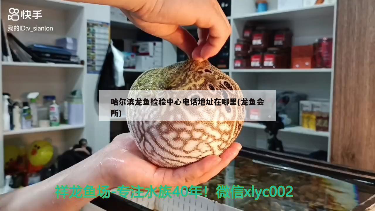 哈爾濱龍魚檢驗(yàn)中心電話地址在哪里(龍魚會(huì)所)