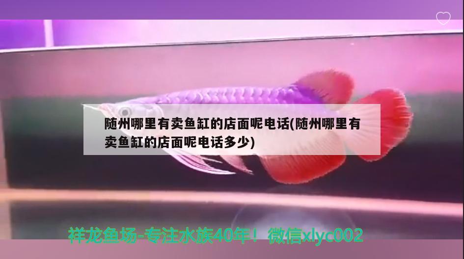 隨州哪里有賣魚缸的店面呢電話(隨州哪里有賣魚缸的店面呢電話多少) 白子關(guān)刀魚