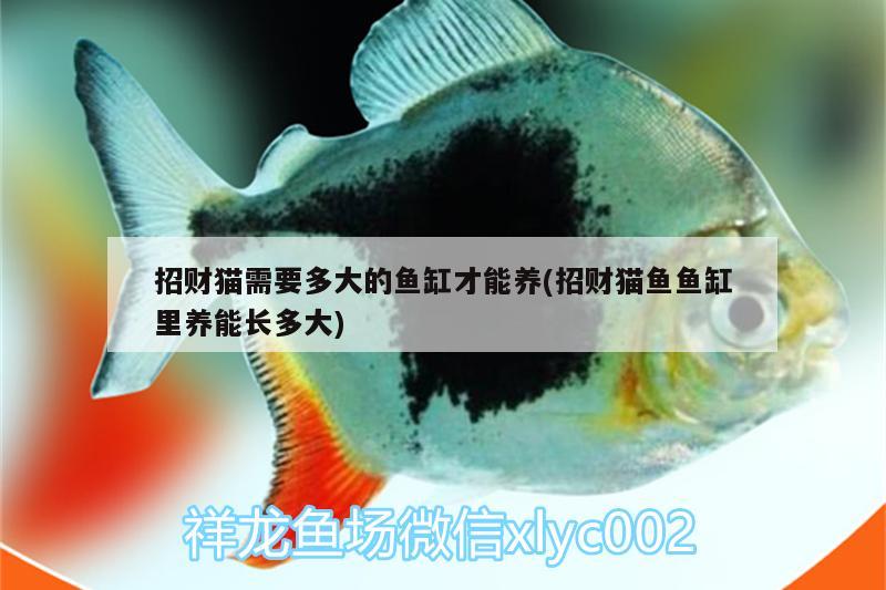 招財(cái)貓需要多大的魚缸才能養(yǎng)(招財(cái)貓魚魚缸里養(yǎng)能長(zhǎng)多大)