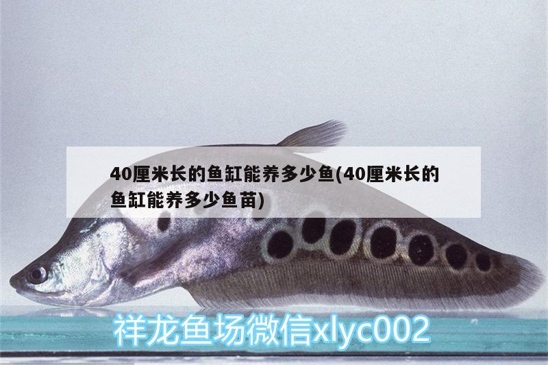 40厘米長(zhǎng)的魚缸能養(yǎng)多少魚(40厘米長(zhǎng)的魚缸能養(yǎng)多少魚苗) 魚缸水泵