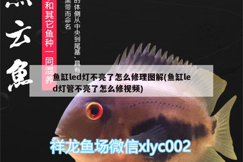 魚缸led燈不亮了怎么修理圖解(魚缸led燈管不亮了怎么修視頻) 斑馬鴨嘴魚