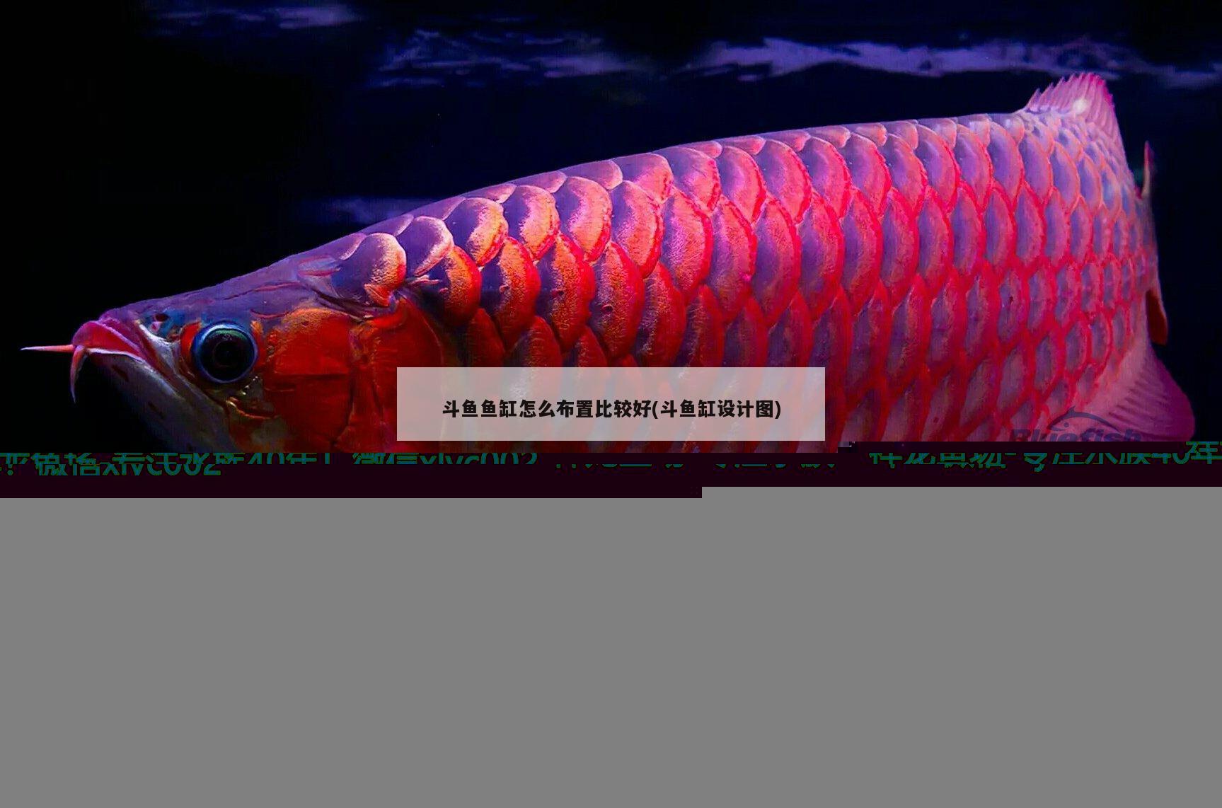 斗魚魚缸怎么布置比較好(斗魚缸設(shè)計(jì)圖) 丹頂錦鯉魚