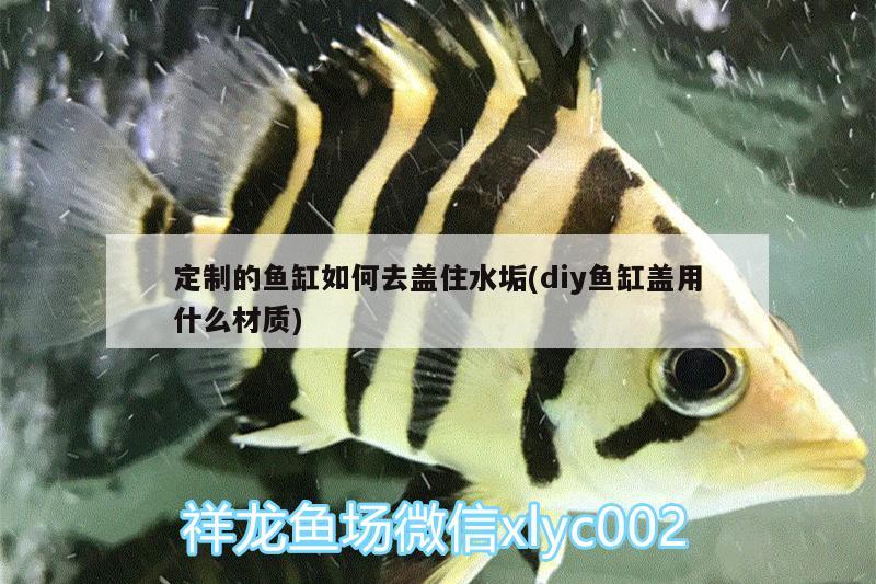 定制的魚缸如何去蓋住水垢(diy魚缸蓋用什么材質(zhì))