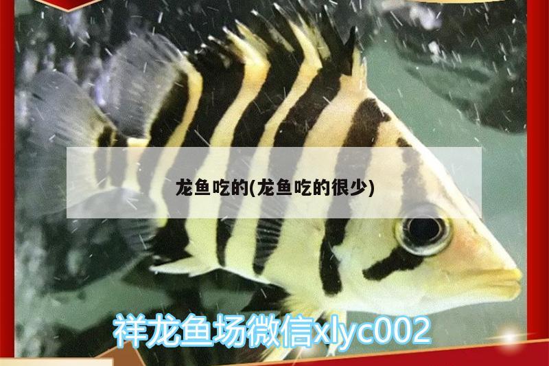 龍魚吃的(龍魚吃的很少)