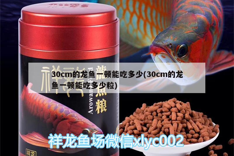 30cm的龍魚一頓能吃多少(30cm的龍魚一頓能吃多少粒)