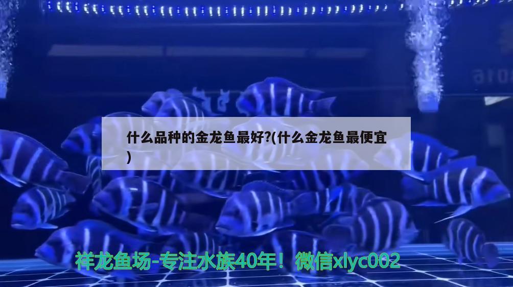 什么品種的金龍魚最好?(什么金龍魚最便宜) 白子金龍魚