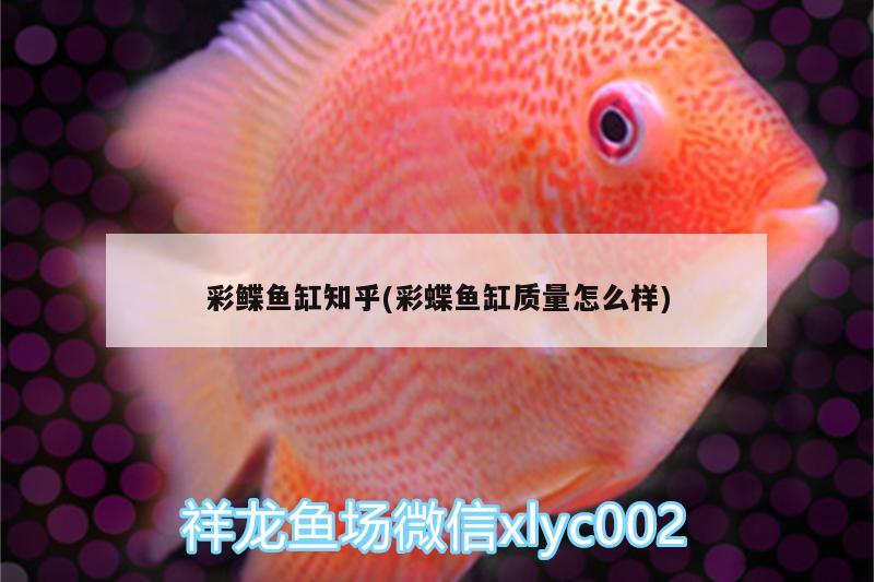 彩鰈魚缸知乎(彩蝶魚缸質(zhì)量怎么樣)