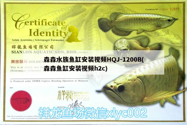 森森水族魚缸安裝視頻HQJ-1200B(森森魚缸安裝視頻h2c) 藍(lán)底過(guò)背金龍魚