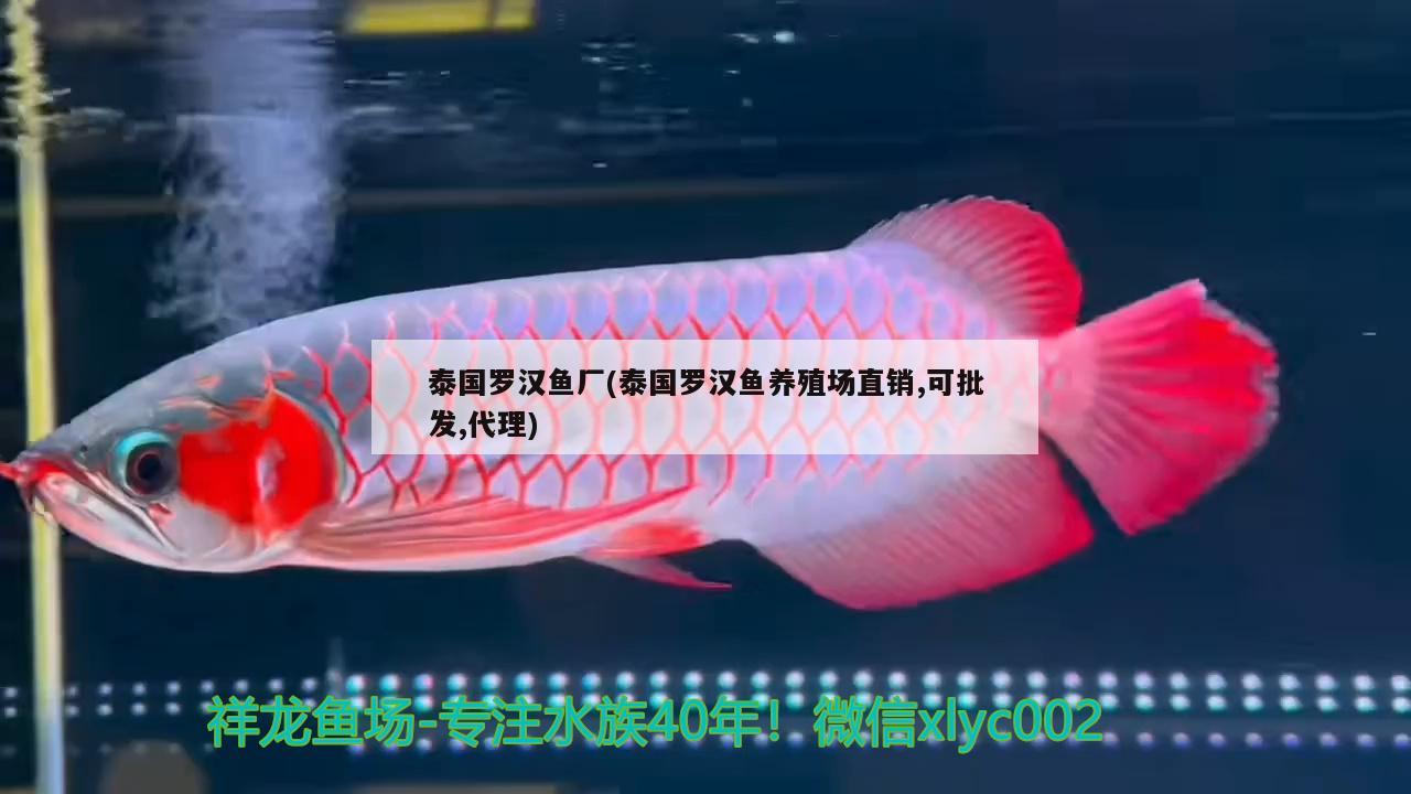 泰國羅漢魚廠(泰國羅漢魚養(yǎng)殖場直銷,可批發(fā),代理)