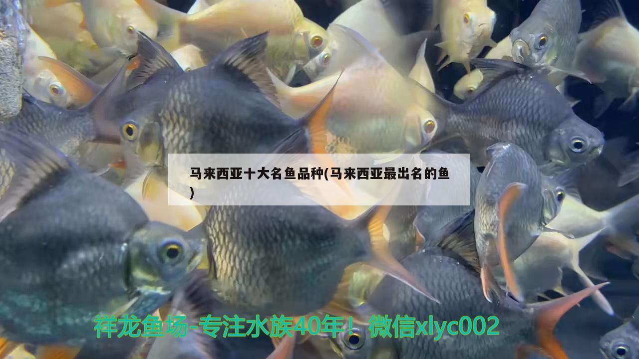 馬來西亞十大名魚品種(馬來西亞最出名的魚) 一眉道人魚苗