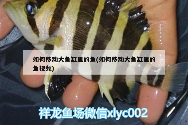 如何移動(dòng)大魚缸里的魚(如何移動(dòng)大魚缸里的魚視頻) 斑馬鴨嘴魚