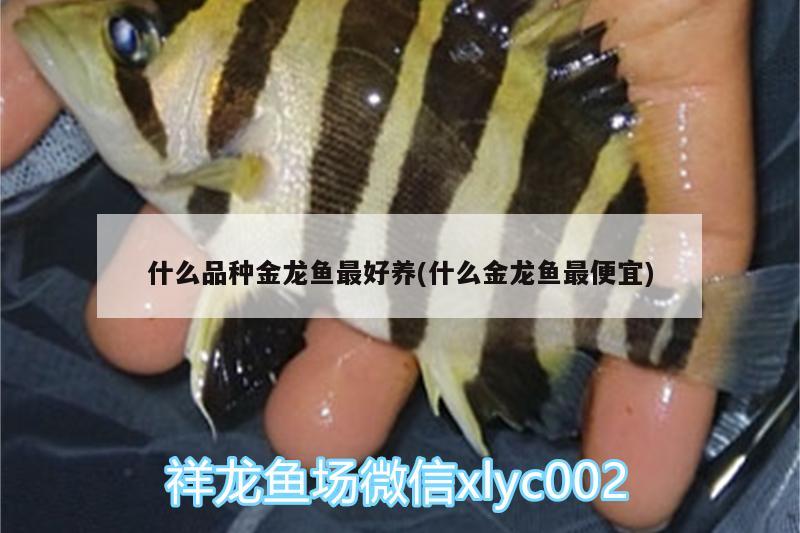 什么品種金龍魚最好養(yǎng)(什么金龍魚最便宜)