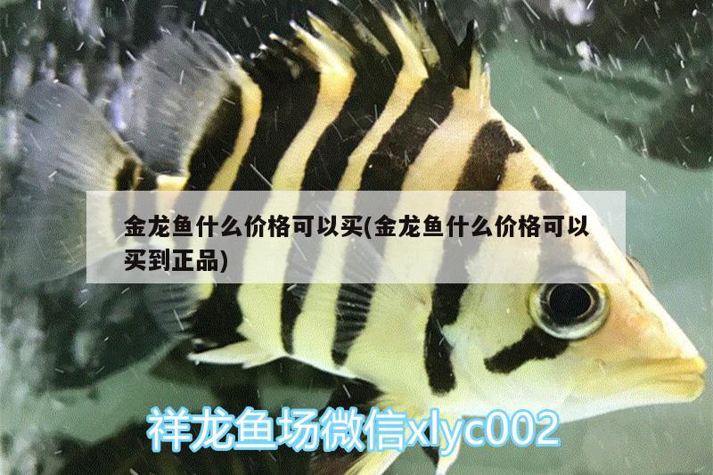 金龍魚(yú)什么價(jià)格可以買(mǎi)(金龍魚(yú)什么價(jià)格可以買(mǎi)到正品) 申古三間魚(yú)