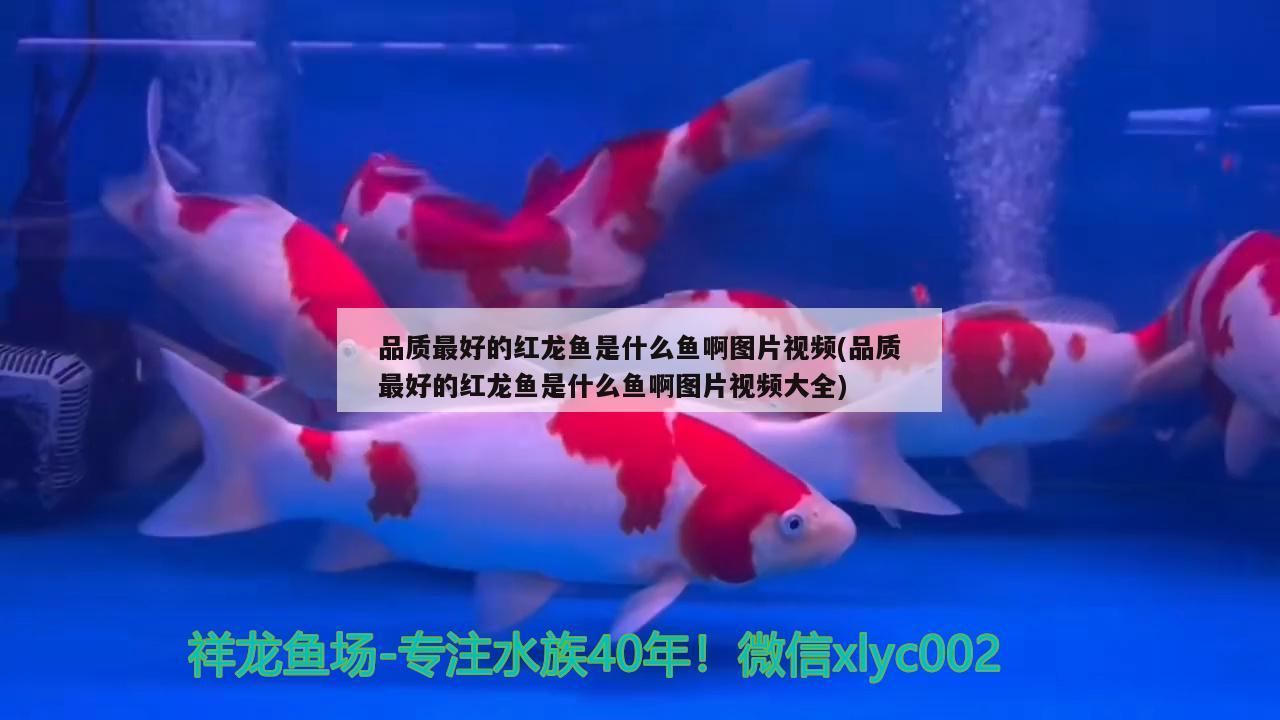 品質最好的紅龍魚是什么魚啊圖片視頻(品質最好的紅龍魚是什么魚啊圖片視頻大全) 大湖紅龍魚